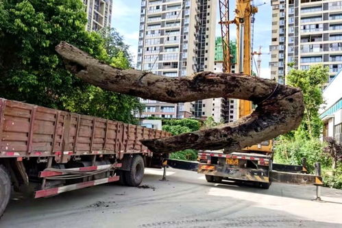 绵阳人注意 金和天府项目二期6号7号主体工程封顶 这三点必须说一说